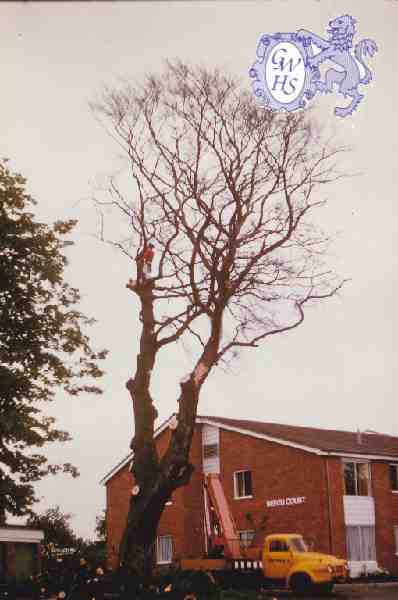 8-8 Felling of Beech Tree killed by nearby building Aylestone Lane
