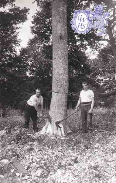 6-86 Leicestershire Wood-cutters Blaby c 1930