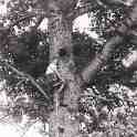6-77 Leicestershire Wood-cutters Blaby c 1930
