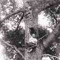 6-83 Leicestershire Wood-cutters Blaby c 1930