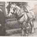 30-202 Tom Roe holding the head of a Co-operative dairy horse in Newgate End Wigston Magna circa 1930 30-202 Tom Roe holding the head of a Co-operative dairy horse in Newgate End Wigston Magna circa 1930