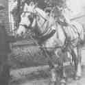 30-202a Tom Roe holding the head of a Co-operative dairy horse in Newgate End Wigston Magna circa 1930 30-202a Tom Roe holding the head of a Co-operative dairy horse in Newgate End Wigston Magna circa 1930