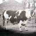6-32 Bull and farmers in South Wigston