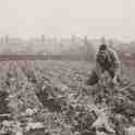 30-091 Horlocks Nursery Leicester Road Wigston Fields circa 1930 30-091 Horlocks Nursery Leicester Road Wigston Fields circa 1930
