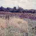 30-105 Horlock Nursery in 1961 30-105 Horlock Nursery in 1961