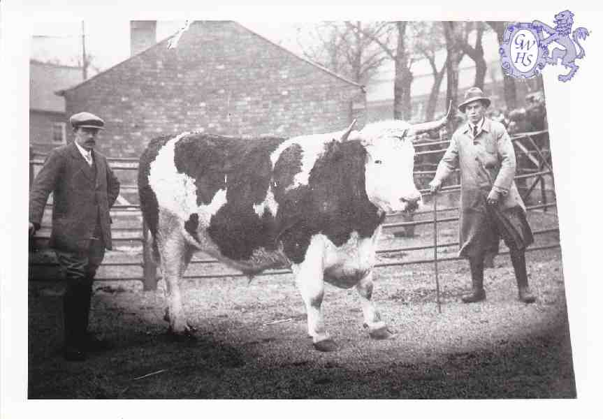 6-32 Bull at Wigston Farm