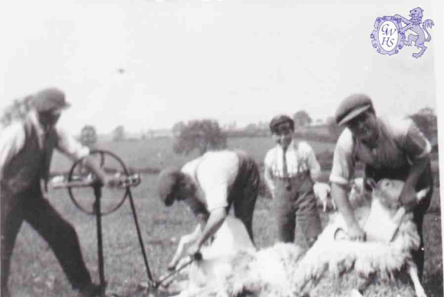 6-33 Sheep sheering using hand operated machine