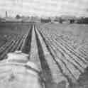 22-402 Ploughing on Vin Wilfords tractor 1940's  Wigston Magna