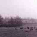23-697 Lost pastoral scene of Wigston Magna by Ivor Dann