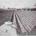 6-30  Straight Furrows on farm in Wigston Magna