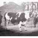 6-32 Bull at Wigston Farm