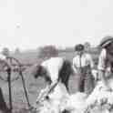 6-33 Sheep sheering using hand operated machine