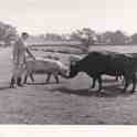 6-68 Duncan Lucas at White Gate Farn c 1960 - now site of Wigston Harcourt
