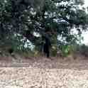 30-940 The Old Oak on the Mere boundary between Wigston and Oadby