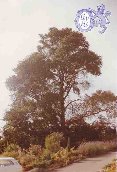 29-656 trees at Wjite Gate Farm Newton Lane Wigston Magna