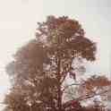 29-656 trees at Wjite Gate Farm Newton Lane Wigston Magna
