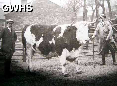 6-32 Bull and farmers in South Wigston