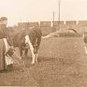 29-126 Farming in South Wigston