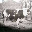 6-32 Bull and farmers in South Wigston