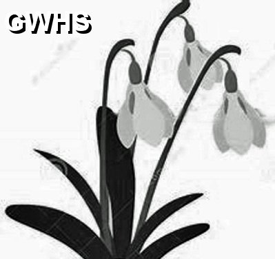 35-690 Snowdrop Logo for Laundry
