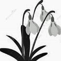 35-690 Snowdrop Logo for Laundry