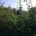 26-115 The Lanes Aug 2014