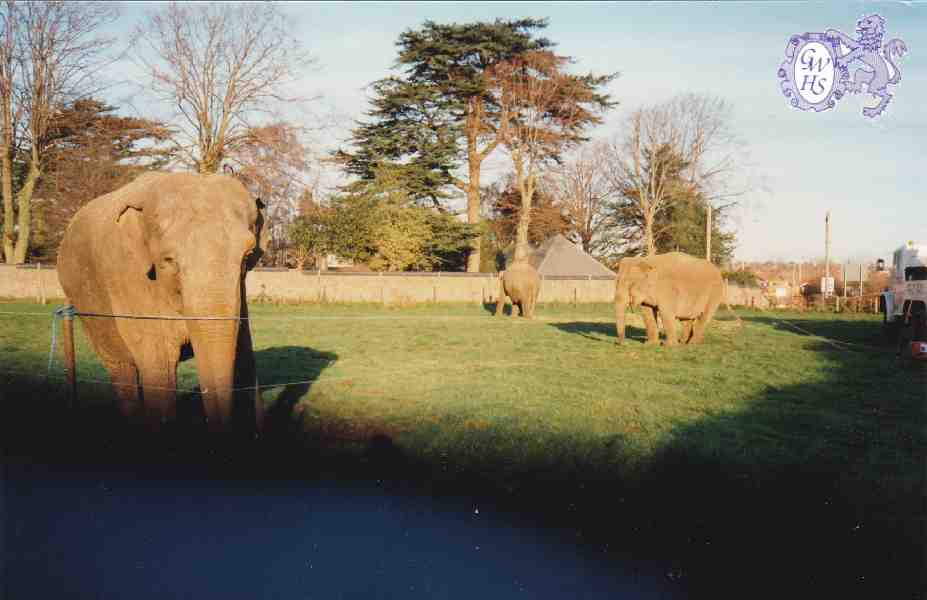 29-658 Elephants in Laundons field next to the cemetery Welford Road Wigston Magna 1995