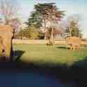 29-658 Elephants in Laundons field next to the cemetery Welford Road Wigston Magna 1995