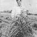 22-403 John Rawson with a stook of corn in 1940's  Wigston Magna